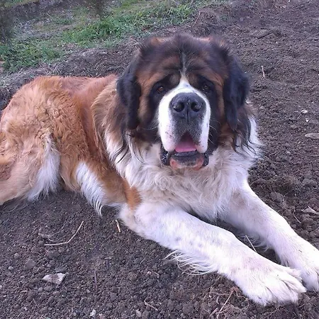 U Piotra Kolo Szczyrku *