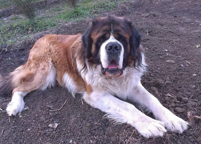 U Piotra Kolo Szczyrku *